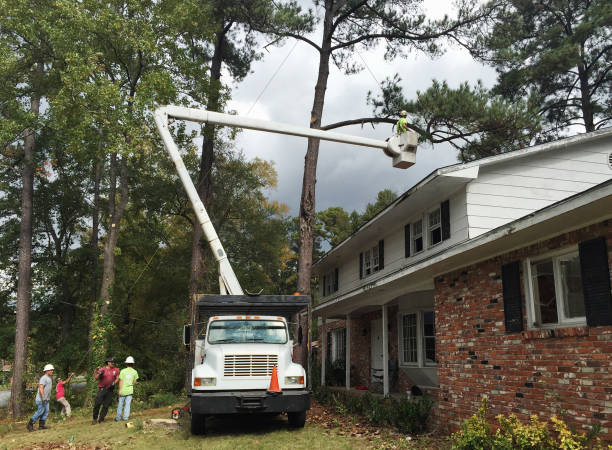 Best Palm Tree Trimming  in Smithville, NJ