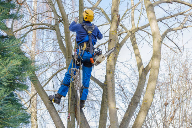 Best Tree Removal  in Smithville, NJ