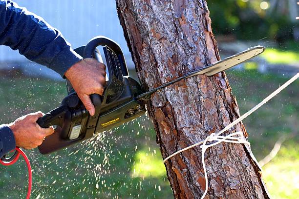 Best Tree Risk Assessment  in Smithville, NJ