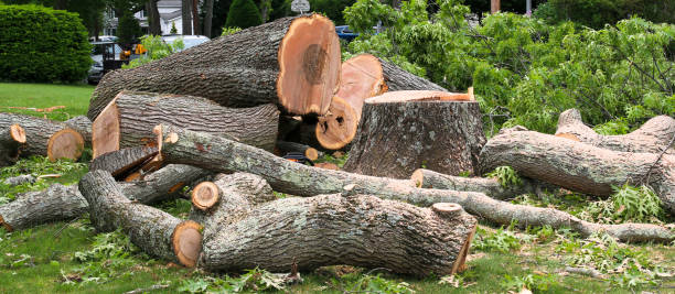 Reliable Smithville, NJ Tree Care Solutions