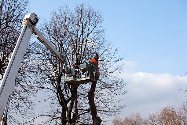 Best Tree Cabling and Bracing  in Smithville, NJ